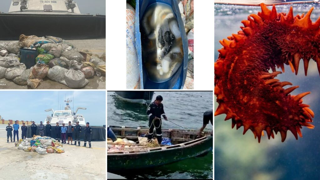 Sea Cucumber: 2 Tonnes, Seized in Tamil Nadu’s Mandapam
