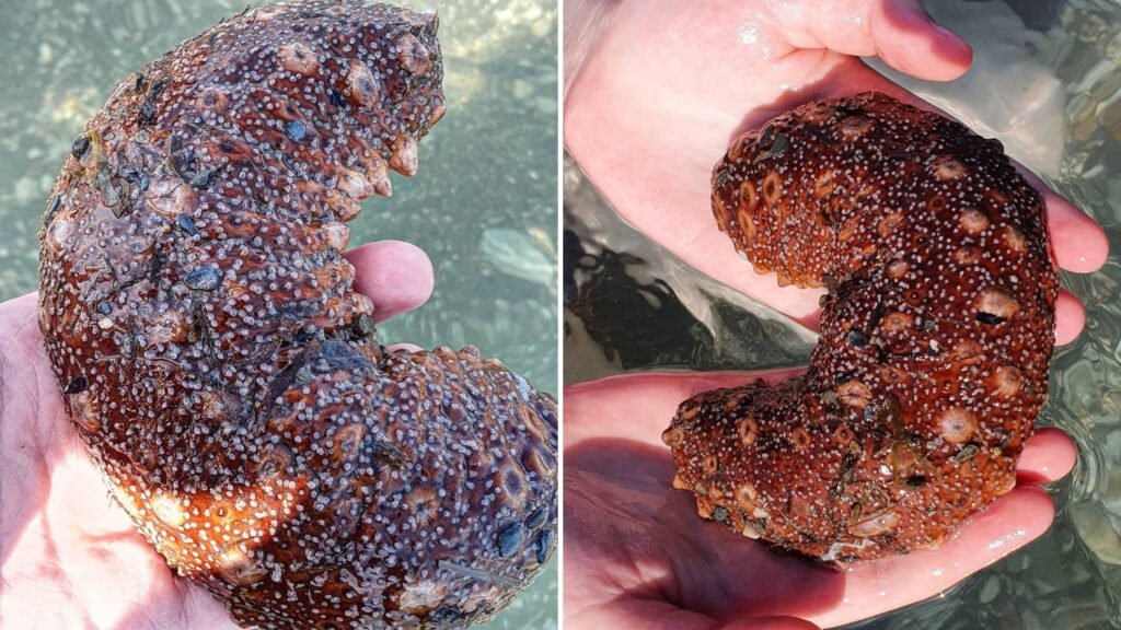 Why Are Sea Cucumbers Expensive?