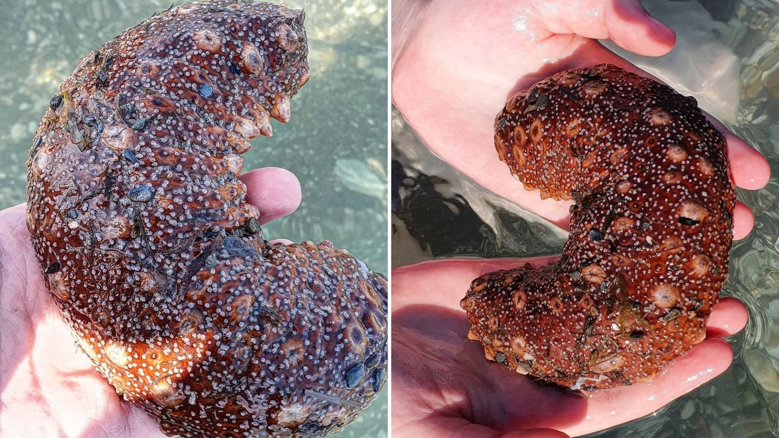 Why Are Sea Cucumbers Expensive?