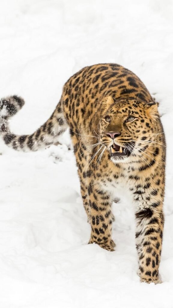 Snow and Amur Leopards