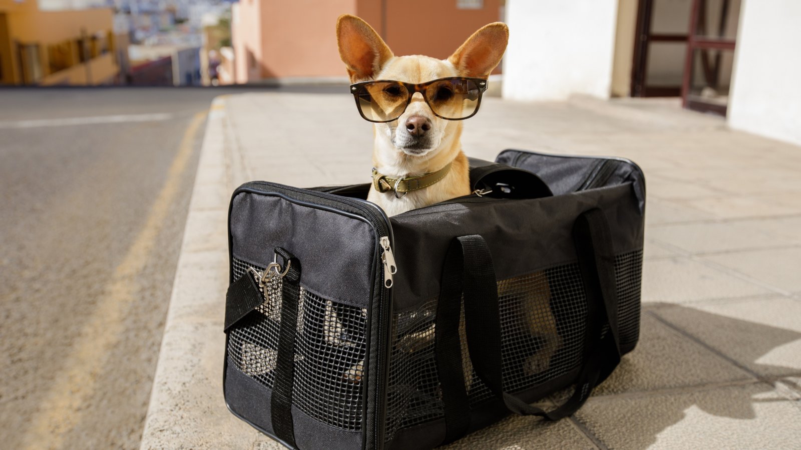 Travel With Pets