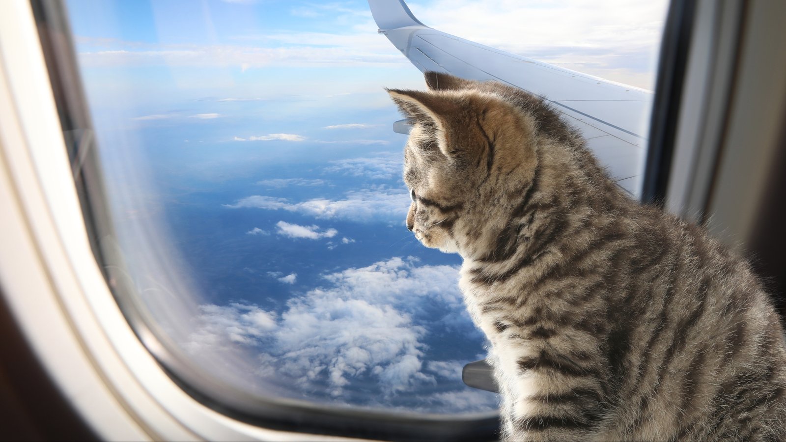 Turkish Airlines Revolutionizes Pet Travel