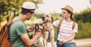 Ultimate Guide to Traveling with Your Dog 11 Tips