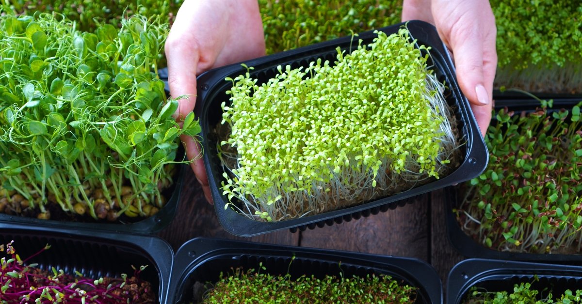 How To Start A Microgreens Side Hustle At Home