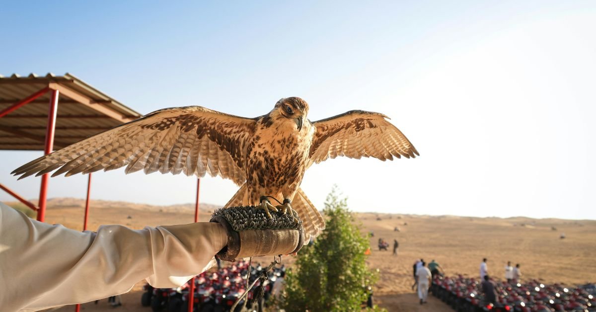 Why Do Arabs Cherish Falcons So Deeply Cultural Bond Explained